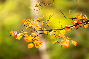 長野と山梨に跨がる八ヶ岳、秋の風景・日本