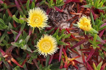 Carpobrotus edulis invasive plant