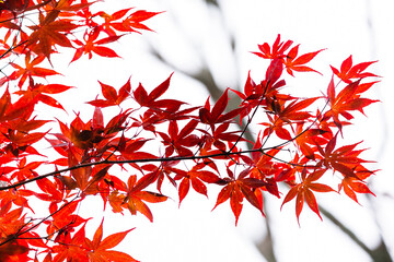 長野と山梨に跨がる八ヶ岳、秋の風景・日本