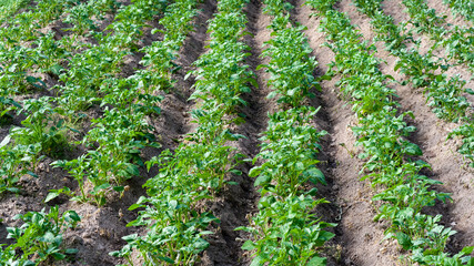 Fototapeta na wymiar Potato plantations grow in field. Field of rows of green, young potatoes. Natural, healthy food. Hilled beds of potato sprouts in garden. Growing organic vegetables in field. Agriculture