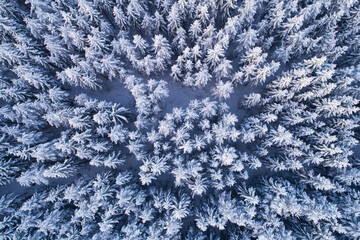 An aerial view on winter wonderland snowy boreal coniferous forest with frosty pine and spruce in Estonian nature, Northern Europe. 