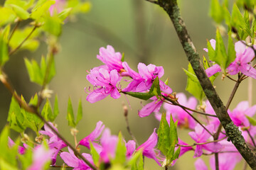 長野と山梨に跨がる八ヶ岳の植物・日本