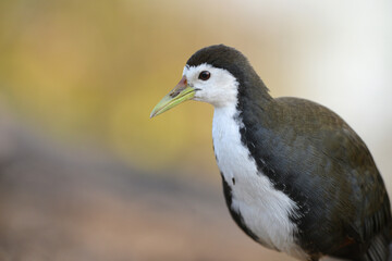 White-breasted Waterhen, Amaurornis phoenicurus, Bharatpur,Rajasthan, India