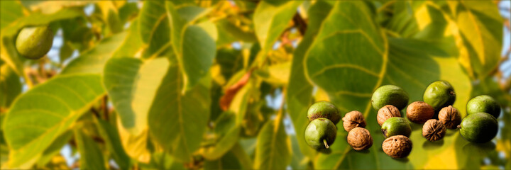 walnuts food, on a background of walnut leaves