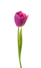 purple tulip flower isolated on white