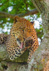 Leopard on a tree licking Paw, Maasai Mara National Reserve, Kenya, Africa