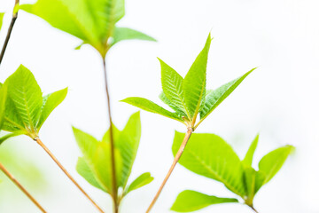 長野と山梨に跨がる八ヶ岳の植物・日本