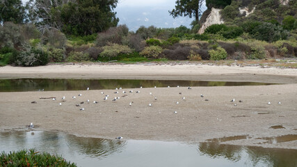 Rocks and shrubs divide the slough from the Pacific Ocean in this shallow waterway along Goleta Beach Park, Santa Barbara, California