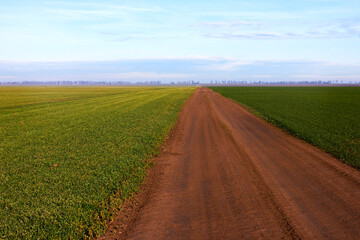 Fototapeta na wymiar Dirt road among wheat in the field in early spring