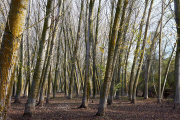 Tall, slender trunks of poplar trees in the autumn forest
