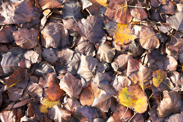Textural background from fallen leaves of a poplar. An autumn carpet from foliage. the turned yellow autumn dry leaves of a poplar