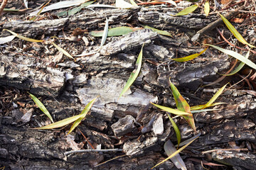 The trunk of the fallen willow and autumn leaves