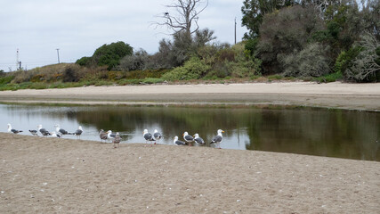 A shallow waterway near the ocean where birds and other wildlife gather, and families can enjoy outdoor time.