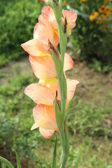 Fototapeta premium グラジオラス