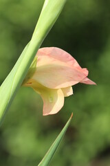 Fototapeta premium グラジオラス