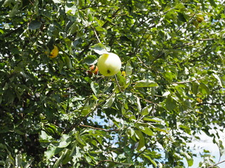ripe fragrant Apple on a branch on a Sunny summer day
