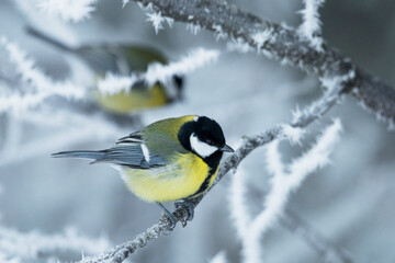 Obraz na płótnie Canvas Great tit, Parus major on a frosty and cold morning in wintery boreal forest of Estonia, Northern Europe