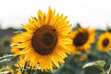 sunflower in the field closeup