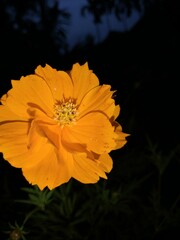 orange flower on black background