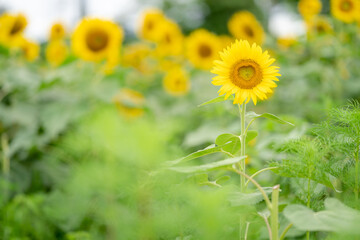 満開のふんわりしたひまわり