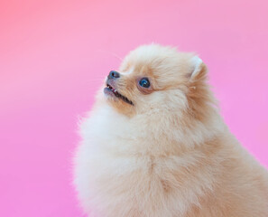 Gold pretty pomeranian puppy on the pink background
