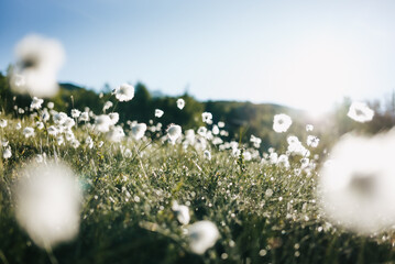Cotton grass in the Norwegian mountains.