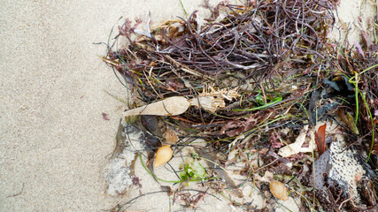 Seaweed and ocean debris on the sandy shore with copy space on the left. Closeup of seaweed.