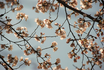 Sakura white cherry blossom flowers, Kyoto, Japan