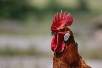 Close up of a rooster