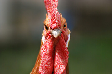 Big close up of a rooster