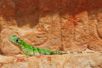 Green lizard in Uxmal mexican ruins, Yucatan, Mexico