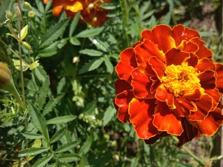 red and yellow flowers