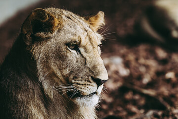 Portrait d'un jeune lion