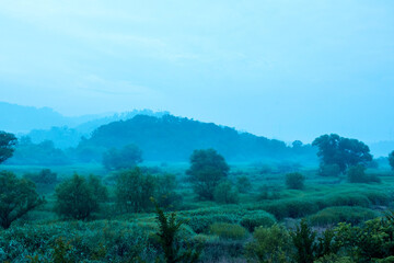  Fantastic landscape of foggy and misty with fresh green field and tree.