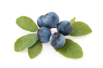 Prúnus spinósa. Autumn berries isolate on white background.