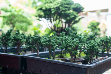 Sekka Hinoki bonsai a small tree that has been shrunk down and looks like a tiny forest.