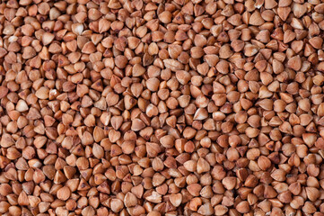 fresh buckwheat. dry buckwheat background.