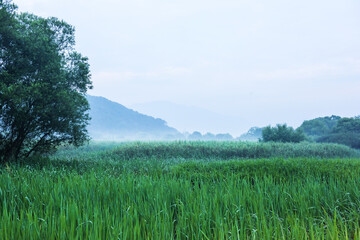  Fantastic landscape of foggy and misty with fresh green field and tree.