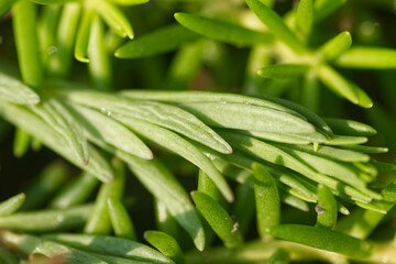 Portulaca green leaves in garden