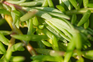 Fototapeta premium Portulaca green leaves in garden