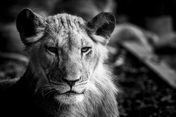 Portrait d'un jeune lion