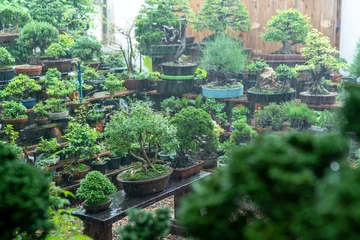 Fotobehang The collector's bonsai are gaining rain. © SIMONE