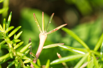 Portulaca green leaves in garden