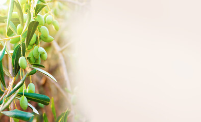 banner with green olives  lit by the sun, growing on a tree, with copy space
