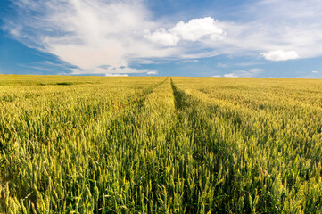 Scenic view at beautiful summer sunset in a wheaten shiny field with golden wheat and sun rays, deep blue cloudy sky and road, rows leading far away, valley landscape