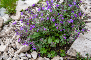 Fototapeta premium Alpenblumen Berge Wandern Natur Pflanzen Foto 2020 Österreich