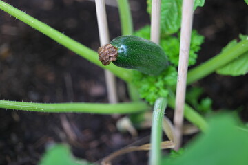 Fototapeta premium Zuccini Zucchini Kürbisgewächs Garten Frucht Kräutergarten Hochbeet grün Knolle 