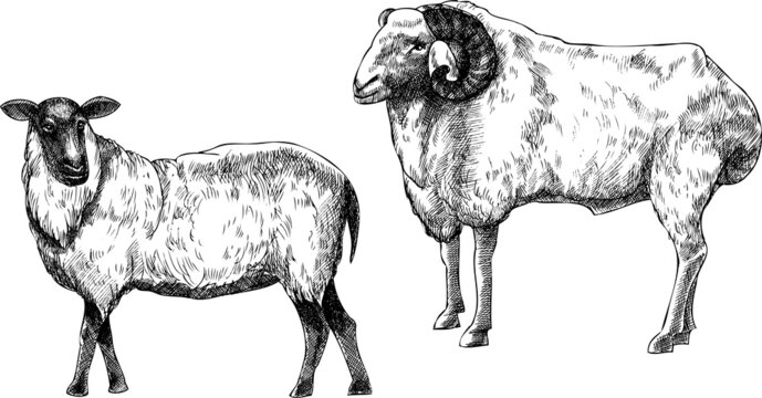 Monochrome vector illustration of sheeps.