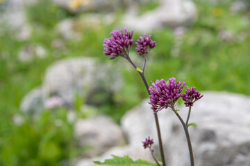 Obraz premium Alpenblumen Berge Wandern Natur Pflanzen Foto 2020 Österreich