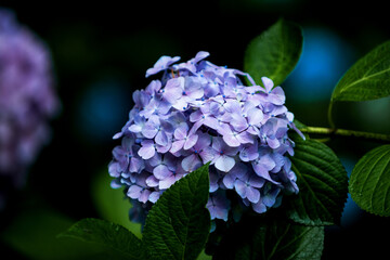 Beautiful purple and blue color Hydrangea macrophylla serrsta flowers in the garden at early summer.